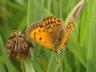 Lycaena virgaureae