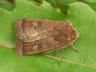 Xestia xanthographa